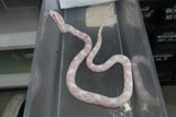 Serpiente del Maiz (Maicera) Snow Hembra ID RC-45