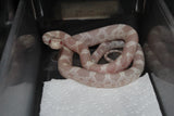 Serpiente del Maiz (Maicera) Snow Hembra ID RC-46