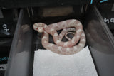 Serpiente del Maiz (Maicera) Snow Hembra ID RC-46