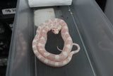 Serpiente del Maiz (Maicera) Snow Hembra ID RC-47