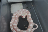 Serpiente del Maiz (Maicera) Snow Hembra ID RC-47
