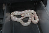 Serpiente del Maiz (Maicera) Snow Hembra ID RC-48