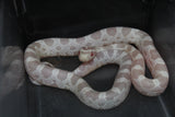 Serpiente del Maiz (Maicera) Snow Hembra ID RC-48