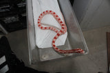 Serpiente del Maiz (Maicera) Amel Macho ID RC-51