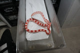 Serpiente del Maiz (Maicera) Amel Macho ID RC-51