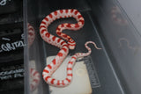 Serpiente del Maiz (Maicera) Amel Macho ID RC-52