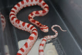 Serpiente del Maiz (Maicera) Amel Macho ID RC-52