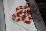 Fals Coral Nelson x Honduras Albina MAcho ID RC-01
