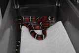 Fals Coral Nelson x Honduras Macho ID RC-05