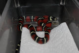 Fals Coral Nelson x Honduras Macho ID RC-05