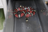 Fals Coral Nelson x Honduras Hembra ID RC-13