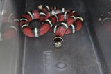 Fals Coral Nelson x Honduras Hembra ID RC-13