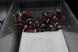 Fals Coral Nelson x Honduras Macho ID RC-14