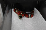 Fals Coral Nelson x Honduras Hembra ID RC-17