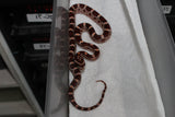 Serpiente del Maiz (Maicera) Nominal Het Scaleless Hembra ID RC-18