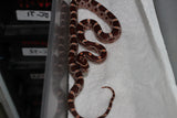 Serpiente del Maiz (Maicera) Nominal Het Scaleless Hembra ID RC-18
