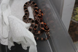 Serpiente del Maiz (Maicera) Nominal Het Scaleless Hembra ID RC-20