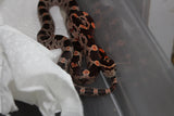 Serpiente del Maiz (Maicera) Nominal Het Scaleless Hembra ID RC-20