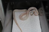 Serpiente del Maiz (Maicera) Palmetto Het Charcoal (Anery B) Hembra ID RC-29