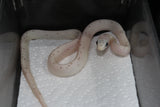 Serpiente del Maiz (Maicera) Palmetto Het Charcoal (Anery B) Hembra ID RC-29