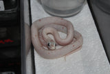 Serpiente del Maiz (Maicera) Palmetto Het Charcoal (Anery B) Macho ID RC-31