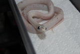 Serpiente del Maiz (Maicera) Palmetto Het Charcoal (Anery B) Macho ID RC-31