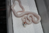 Serpiente del Maiz (Maicera) Palmetto Het Charcoal (Anery B) Hembra ID RC-32