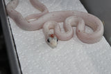 Serpiente del Maiz (Maicera) Palmetto Het Charcoal (Anery B) Hembra ID RC-32