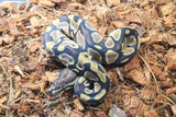 Piton Bola Orange Dream Het Pied Macho ID R1-03