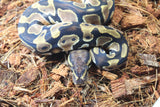 Piton Bola Orange Dream Het Pied Macho ID R1-03