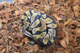 Piton Bola Orange Dream Het Pied Hembra ID R1-04