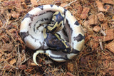 Piton Bola Orange Dream Het Pied Hembra ID R1-04