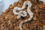 Boa Colombiana Hypo Jungle Macho ID R1-06