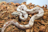 Boa Colombiana Hypo Jungle Macho ID R1-06