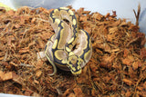 Piton Bola Spider Calico Enchi Het Clown Macho ID R1-08