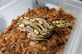Piton Bola Spider Calico Enchi Het Clown Macho ID R1-08