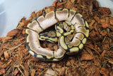 Piton Bola Spider Calico Enchi Het Clown Macho ID R1-10