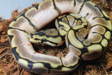 Piton Bola Spider Calico Enchi Het Clown Macho ID R1-10