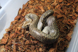 Piton Burmes Granito Het Albino Hembra ID R1-11