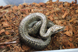 Piton Burmes Granito Het Albino Hembra ID R1-11