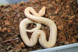 Piton Burmes Albino Granito Macho ID R1-13