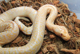 Piton Burmes Albino Granito Macho ID R1-13