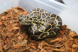 Piton Burmes Nominal DH Albino Granito Macho ID R1-15