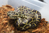 Piton Burmes Nominal DH Albino Granito Macho ID R1-15