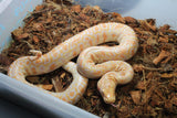 Piton Burmes Albino Ojo Pequeño Het Granito Macho ID R1-16