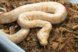 Piton Burmes Albino Ojo Pequeño Het Granito Macho ID R1-16