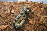 Piton Bola Orange Dream Het Pied Macho ID R1-19