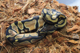 Piton Bola Orange Dream Het Pied Macho ID R1-19