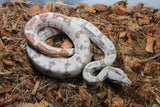 Boa Colombiana Hypo Pos Super Hypo Macho ID R1-20