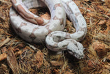 Boa Colombiana Hypo Pos Super Hypo Macho ID R1-20